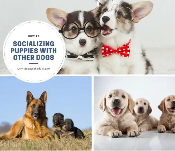 How to Socializing Puppies with Other Dogs