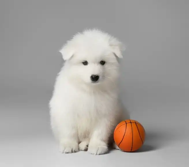 Samoyed Puppies Wallpaper