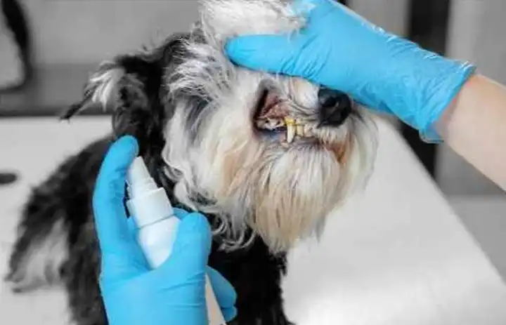 Understanding Puppy Mill Dog Symptoms Care and Identification