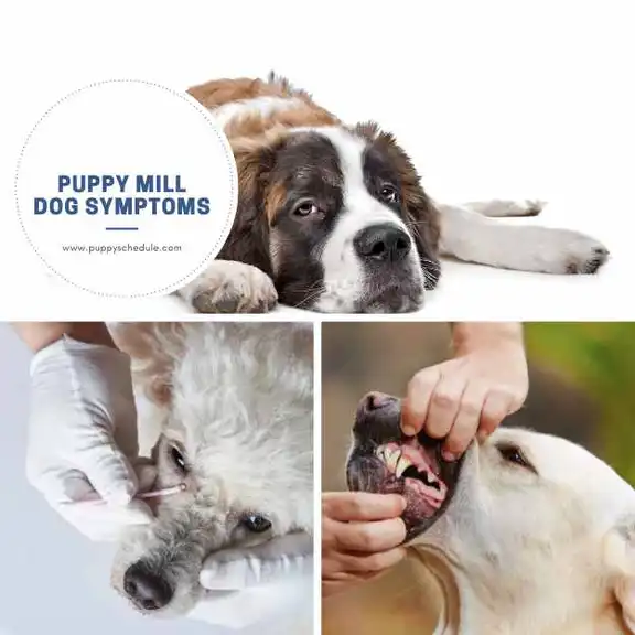 puppy mill dog symptoms