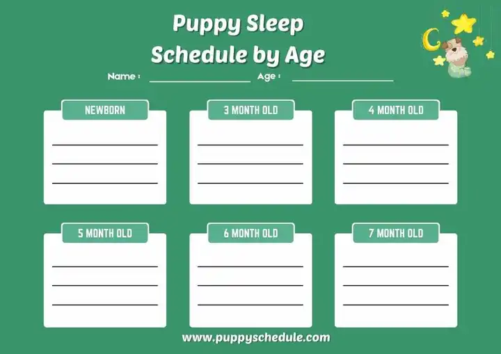 puppy sleep schedule by age template