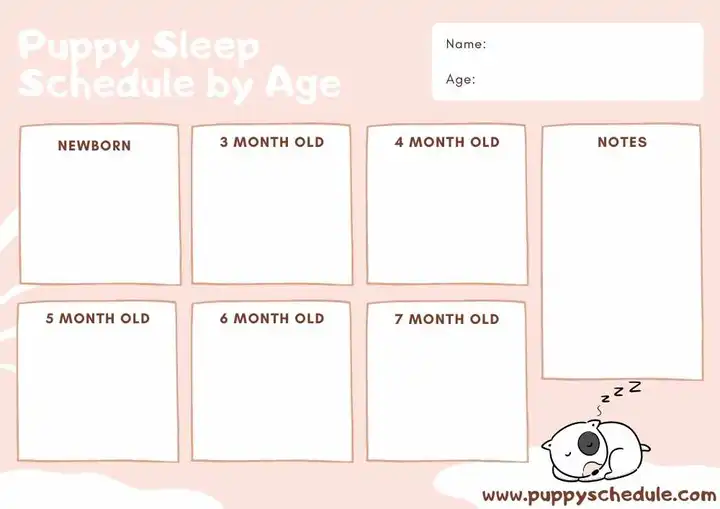 puppy sleep schedule by age