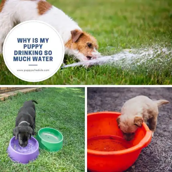 Why Does My Puppy Only Eat Wet Food Why Does My Puppy Only Eat Wet Food