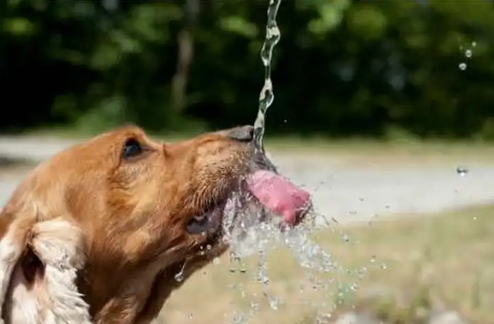 why is my puppy drinking so much water all of a sudden why is my puppy drinking so much water all of a sudden