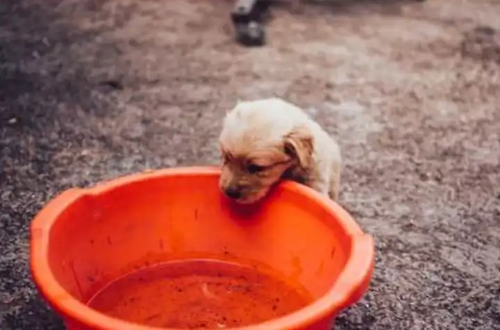 why is my puppy drinking so much water and not eating why is my puppy drinking so much water and not eating