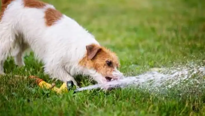 why is my puppy drinking so much water and peeing so much why is my puppy drinking so much water and peeing so much
