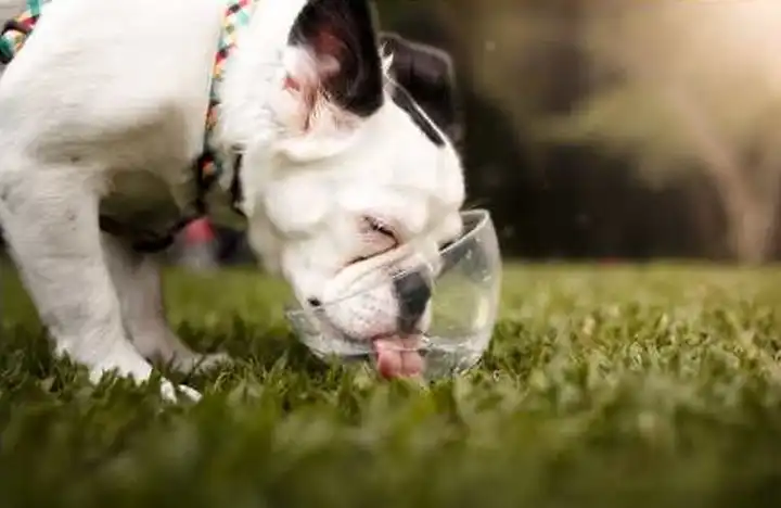 why is my puppy drinking so much water at night why is my puppy drinking so much water at night