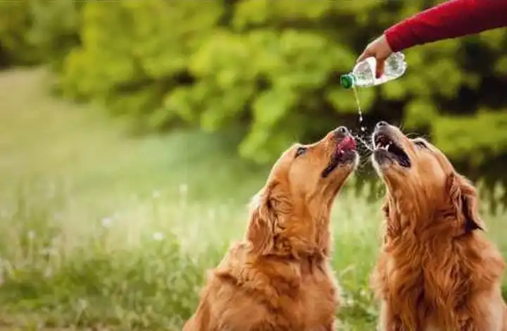 why is my puppy drinking so much water lately why is my puppy drinking so much water lately