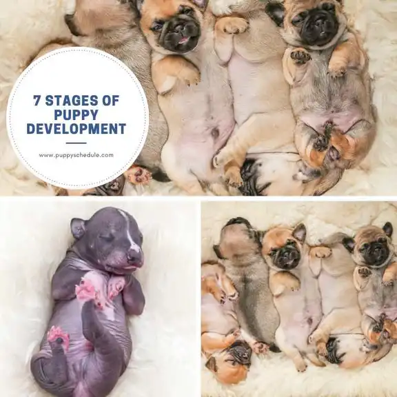 7 stages of puppy development