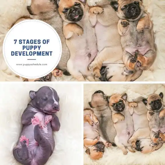 7 Stages of Puppy Development - puppy schedule