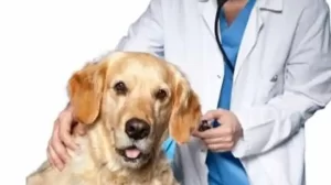 How Much are Puppy Vaccinations at Vets4pets The Benefits of Vaccinations at Vets4Pets