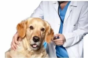 How Much are Puppy Vaccinations at Vets4pets The Benefits of Vaccinations at Vets4Pets