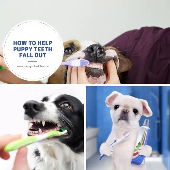 How to help puppy teeth fall out