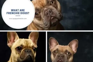 What are Frenchie Dogs