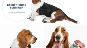 basset hound long hair