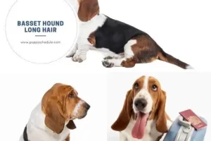 basset hound long hair