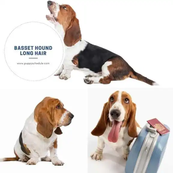 Basset Hound Long Hair Characteristics and Care puppy schedule