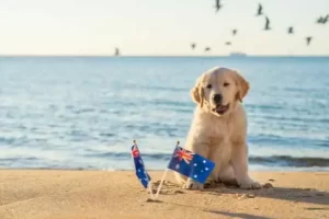 best apartment dogs australia