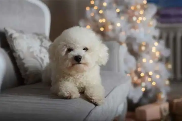 best apartment dogs australia bichon fries best apartment dogs australia bichon fries
