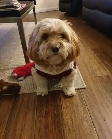 best apartment dogs australia cavoodle best apartment dogs australia cavoodle