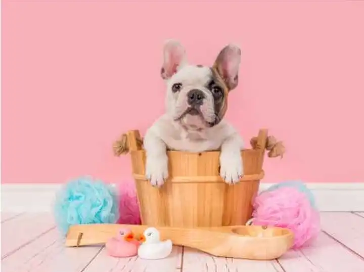 best apartment dogs australia french bulldog best apartment dogs australia french bulldog