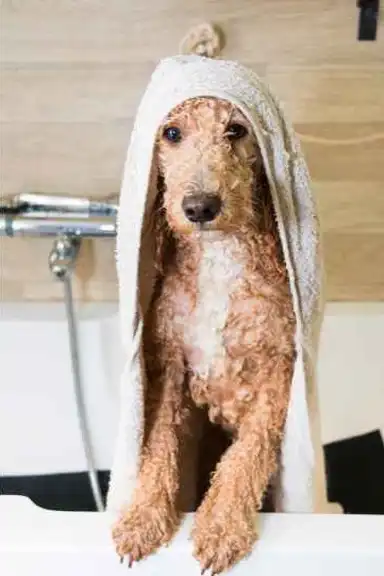 best apartment dogs australia poodle best apartment dogs australia poodle
