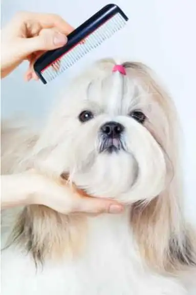 best apartment dogs australia shih tzu best apartment dogs australia shih tzu