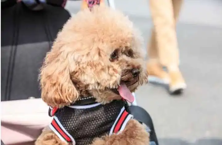 best apartment dogs australia toy poodle best apartment dogs australia toy poodle