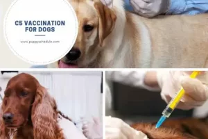c5 vaccination for dogs