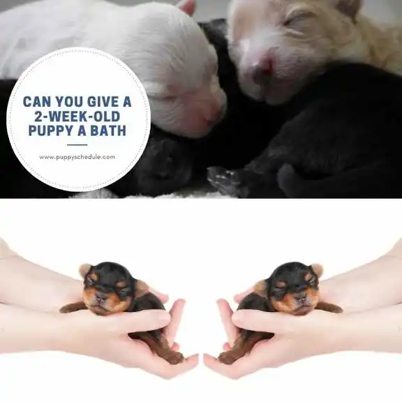 can you give a 2 week old puppy a bath