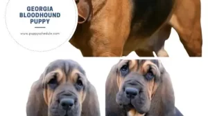 georgia bloodhound puppy history