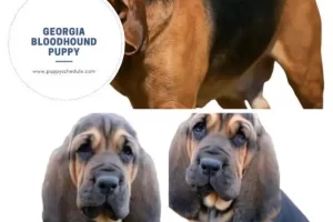 georgia bloodhound puppy history