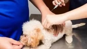 how much are 8 week puppy shots