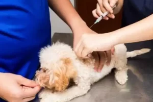 how much are 8 week puppy shots