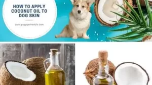 how to apply coconut oil to dog skin