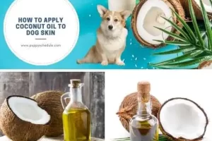 how to apply coconut oil to dog skin