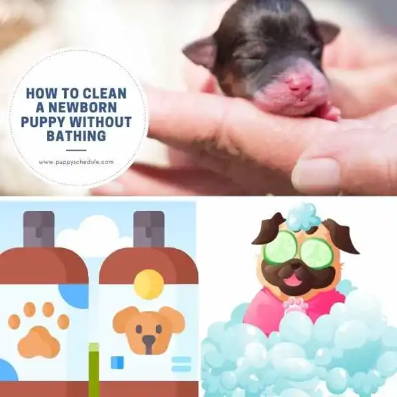 how to clean a newborn puppy without bathing