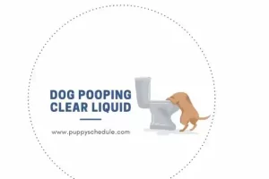 understanding and treating dog pooping clear liquid