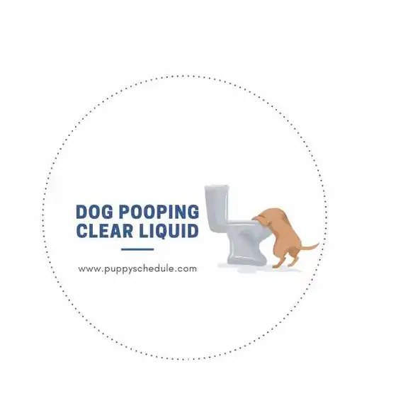 Understanding and Treating Dog Pooping Clear Liquid puppy schedule