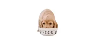 what puppy food has the most protein