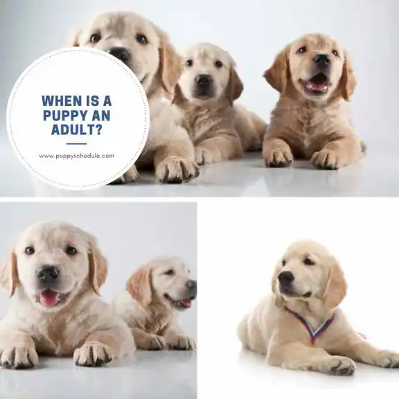 when is a puppy an adult