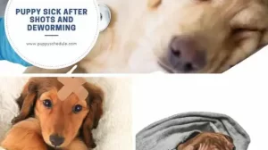 why puppy sick after shots and deworming