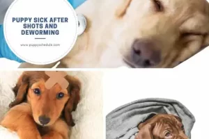why puppy sick after shots and deworming