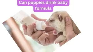 Can Puppies Drink Baby Formula Expert Insights and Best Practices