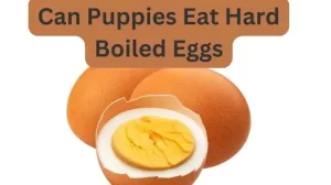 Can Puppies Eat Hard Boiled Eggs
