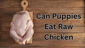 Can Puppies Eat Raw Chicken
