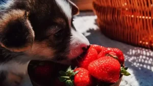 Can Puppies Eat Strawberries Benefits of Strawberries for Puppies