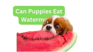 Can Puppies Eat Watermelon