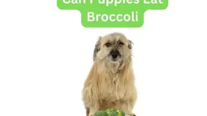 Can puppies eat Broccoli