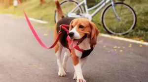 How Long to Walk a Dog with Arthritis